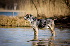 standing Louisiana Catahoula Leopard Dog