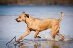 running Louisiana Catahoula Leopard Dog