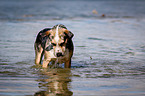 Louisiana Catahoula Leopard Dog in the water