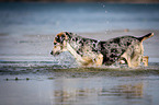 Louisiana Catahoula Leopard Dog in the water