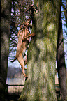 Louisiana Catahoula Leopard Dog climbs on tree