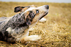 lying Louisiana Catahoula Leopard Dog