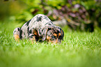 Louisiana Catahoula Leopard Dog Puppy