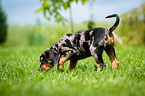 Louisiana Catahoula Leopard Dog Puppy