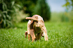 Louisiana Catahoula Leopard Dog Puppy