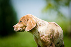 Louisiana Catahoula Leopard Dog Puppy