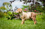 standing Louisiana Catahoula Leopard Dog