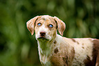 Louisiana Catahoula Leopard Dog Portrait