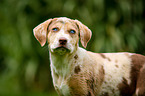 Louisiana Catahoula Leopard Dog Portrait