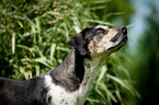 Louisiana Catahoula Leopard Dog Portrait