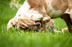 playing Louisiana Catahoula Leopard Dogs