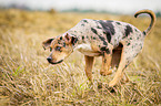 running Louisiana Catahoula Leopard Dog