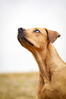 Louisiana Catahoula Leopard Dog Portrait