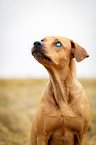 Louisiana Catahoula Leopard Dog Portrait