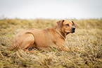 lying Louisiana Catahoula Leopard Dog