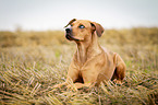 lying Louisiana Catahoula Leopard Dog