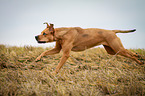 running Louisiana Catahoula Leopard Dog