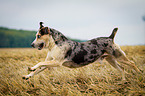 running Louisiana Catahoula Leopard Dog