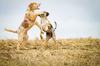 running Louisiana Catahoula Leopard Dog