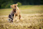 playing Louisiana Catahoula Leopard Dogs