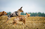 running Louisiana Catahoula Leopard Dog