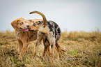 playing Louisiana Catahoula Leopard Dogs