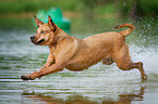 running Louisiana Catahoula Leopard Dog