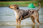 standing Louisiana Catahoula Leopard Dog