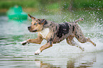 running Louisiana Catahoula Leopard Dog