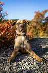 lying Louisiana Catahoula Leopard Dog