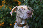 Louisiana Catahoula Leopard Dog portrait