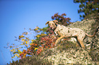walking Louisiana Catahoula Leopard Dog