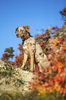 standing Louisiana Catahoula Leopard Dog