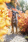 standing Louisiana Catahoula Leopard Dog