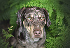 Louisiana Catahoula Leopard Dog portrait