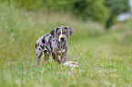 Louisiana Catahoula Leopard Dog Puppy