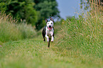 running Louisiana Catahoula Leopard Dog