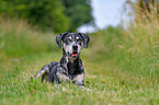 lying Louisiana Catahoula Leopard Dog