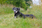 lying Louisiana Catahoula Leopard Dog