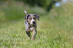 Louisiana Catahoula Leopard Dog Puppy