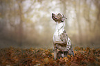 sitting Louisiana Catahoula Leopard Dog