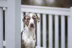 Louisiana Catahoula Leopard Dog Portrait