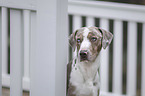 Louisiana Catahoula Leopard Dog Portrait