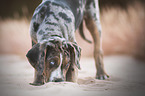 Louisiana Catahoula Leopard Dog Puppy