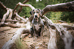 Louisiana Catahoula Leopard Dog Puppy