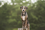 male Louisiana Catahoula Leopard Dog