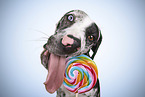 Louisiana Catahoula Leopard