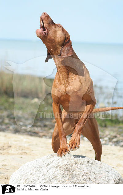 bellender Magyar Vizsla / barking Magyar Vizsla / IF-02464