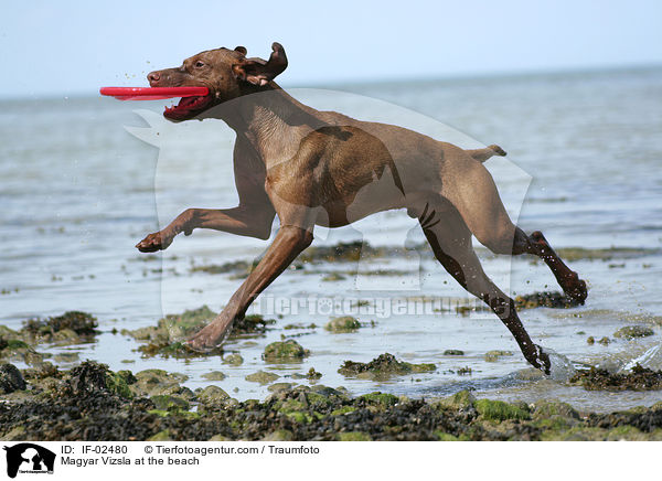 Magyar Vizsla am Strand / Magyar Vizsla at the beach / IF-02480