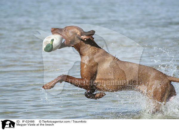 Magyar Vizsla am Strand / Magyar Vizsla at the beach / IF-02486